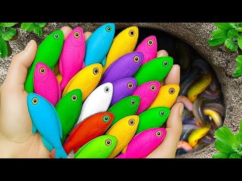 Видео: Поймайте красивых аквариумных рыбок в маленьком пруду: детенышей черепах, угрей, кои, рыб-каранда...