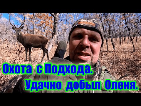 Видео: Охота с Подхода.\\ Удачно добыл Оленя.