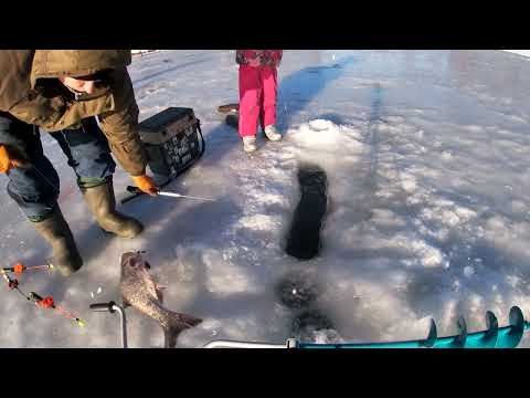 Видео: рыбалка на толстолобика