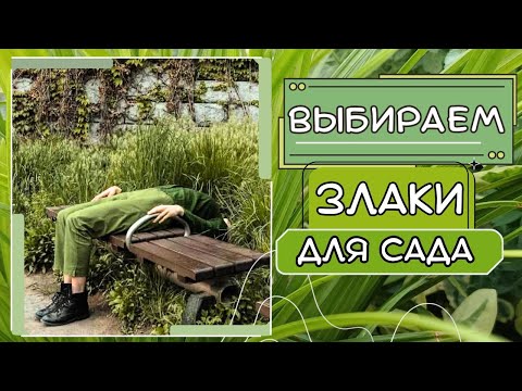 Видео: Злаки и декоративные травы для сада. Обзор сортов. Сочетание в цветнике, мой опыт выращивания.