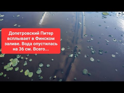 Видео: Допетровский Питер всплывает в Финском заливе. Вода опустилась на 36 см. Всего😎