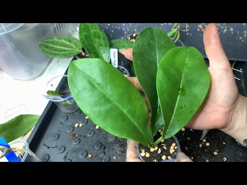 Видео: Хойи. Посадка черенков. 🌱