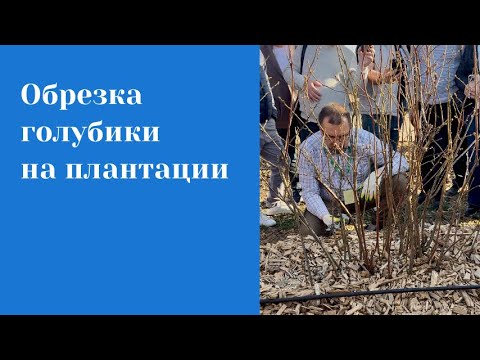 Видео: Обрезка голубики на плантации.