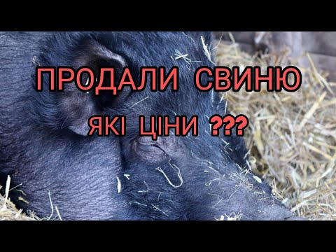 Видео: ЦІНА М'ЯСА СВИНИНИ. ЯКИЙ ПОПИТ