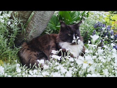 Видео: За пятнадцать минут до грозы 🐈🌹🐈‍⬛