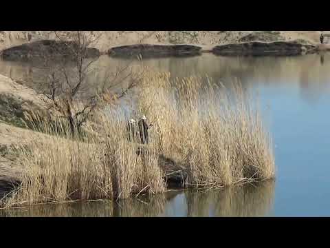 Видео: рыбалка на карьере в районе Жетыген.