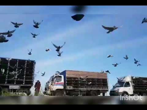 Видео: 1 Соревнование спортивных голубей, гонка Куракино, 252км, выпуск 30.05.2021