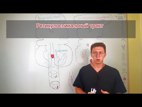 Видео: Ретикулоспинальный путь: Мост между мозгом и движением