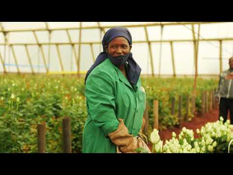 Видео: МЫ В КЕНИИ 🇰🇪. Плантация Valentine Flowers