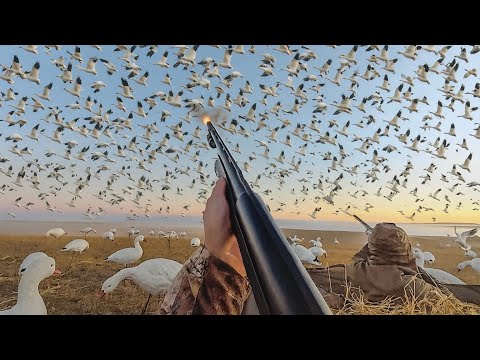 Видео: Охота на снежных гусей в начале сезона (4 человека)! (ОХОТА НА 50 ПТИЦ)