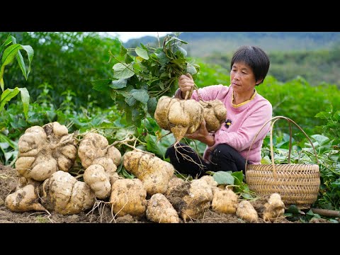 Видео: Большой сладкий картофель, хрустящий, нежный и сладкий, вкусный в кулинарии и выпечке.