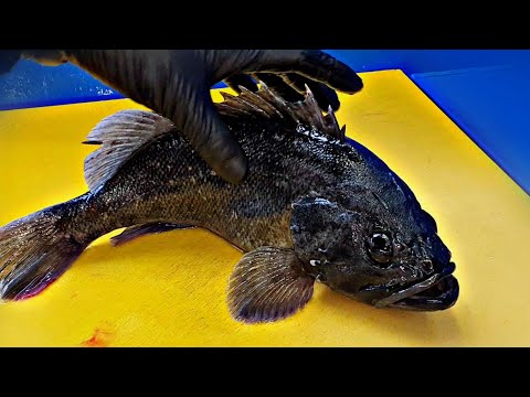 Видео: 1 кг, морской окунь, корейский морской окунь, филе сырой рыбы, Live Fish TV