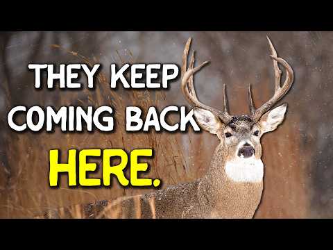 Видео: Как найти ОДНО место, которое зрелые самцы посещают 3–4 раза в неделю
