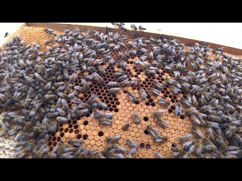 Видео: Октябрь, а в семьях расплод !!!