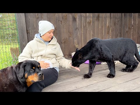 Видео: Пантера Луна взяла Машу на прогулку 😸
