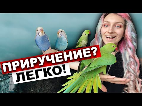 Видео: Как ЛЕГКО приручить попугая? Приручение волнистого попугая, кореллы, неразлучника, ожереловых попуг