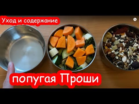 Видео: Как Катя Проше ветки собирала