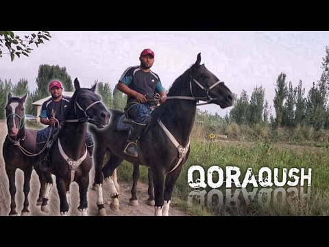 Видео: КОРАКУШ ЛАКАБЛИ ОТ СОТИЛАДИ..(Mus Tv) OTLAR SOTILADI..