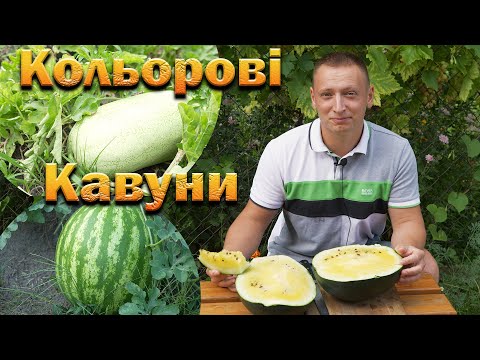 Видео: Кавуни на Львівщині по 10 кг! Кавун Янусик, Чарлстон Грей і самосів гігант