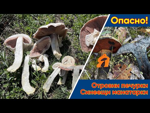 Видео: #Отровни печурки и синеещи #манатарки!