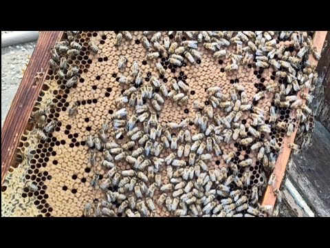 Видео: ПЧЁЛЫ 🐝🐝. КАК УВЕЛИЧИТЬ БЫСТРО  ПАСЕКУ И ПОЛУЧИТЬ МЁД.