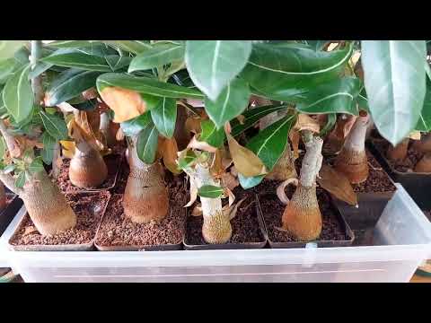 Видео: Обрезка Адениумов.