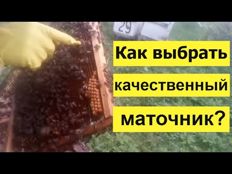 Видео: Пасека Лаврова. Воспитание маток в основных семьях. Выбор качественного маточника. Часть1