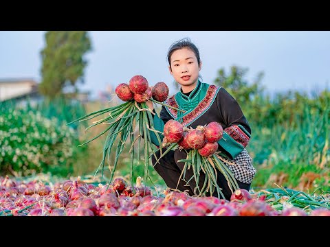 Видео: Удивительный лук: 365-дневные советы по хранению и приготовлению