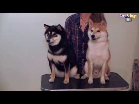 Видео: Cats&DogsTV -УДИВИТЕЛЬНЫЙ МИР СОБАК - СИБА-ИНУ ИЗ ЯПОНИИ / SHIBA-INU FROM JAPAN