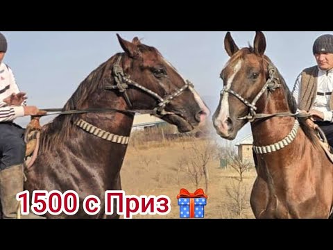 Видео: Кабирхан Бекзатта 1500 сом Приз Бар🎁