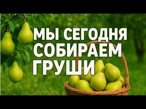 Видео: Мы сегодня собираем груши 🍐