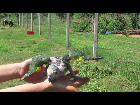 Видео: Наши Попугаи (архив 2019г.#3)