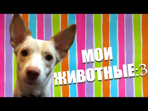 Видео: МОИ ДОМАШНИЕ ЖИВОТНЫЕ! | Собаки, кошки, грызуны!