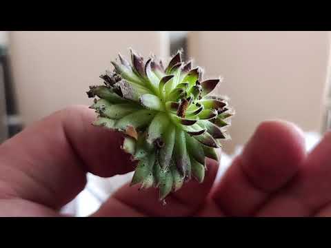 Видео: Распаковка молодило (часть 10)