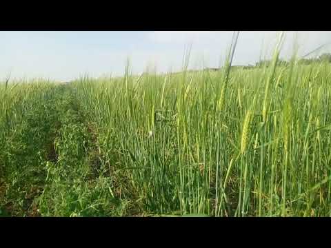 Видео: 01.06.2019.  Горох +яровой ячмень! Две культуры! NO-TILL!