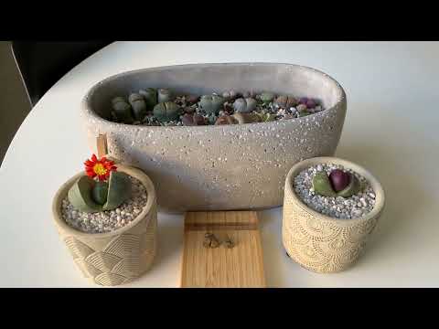 Видео: Литопсы/ Lithops. Я разгадала секрет литопса/ Плошка заиграла новыми красками. 02.02.2023