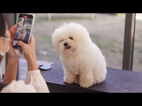 Видео: А? Впервые вижу такого милого щенка?