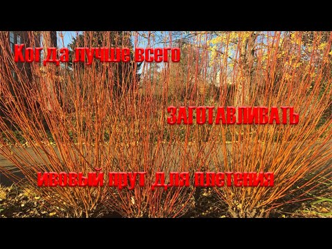 Видео: Самое лучшее время для заготовки ивового прута для плетения в осенне-зимний период