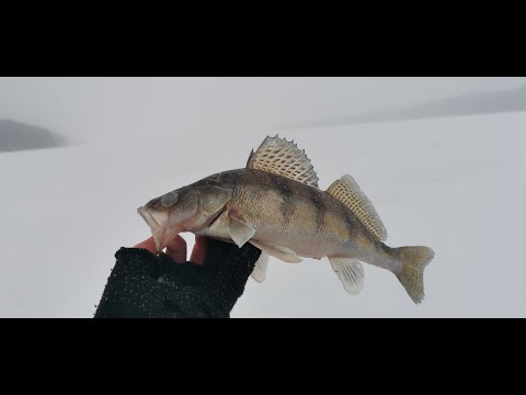 Видео: ЛОВЛЯ БЕРША НА ТЮЛЬКУ.Рыбалка на ГОРЕ МОРЕ.