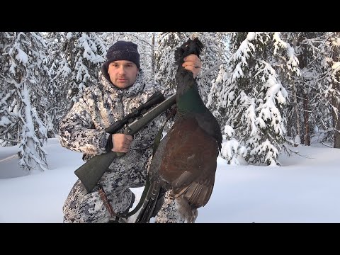 Видео: ОХОТА НА ГЛУХАРЯ ЗИМОЙ С МЕЛКАШКОЙ. НАШЕЛ СТАЮ НА КОРМЕШКЕ И ПО СЛЕДАМ ДОБЫЛ ГЛУХАРЯ.