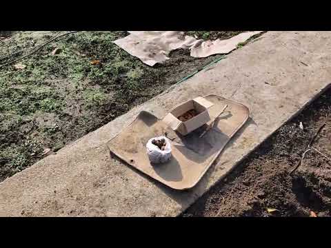 Видео: Осіння посадка кісточок персиків і мигдаля на природну стратифікацію.