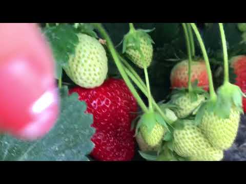 Видео: В ГОСТЯХ У ПРОФЕССИОНАЛОВ В ИТАЛИИ