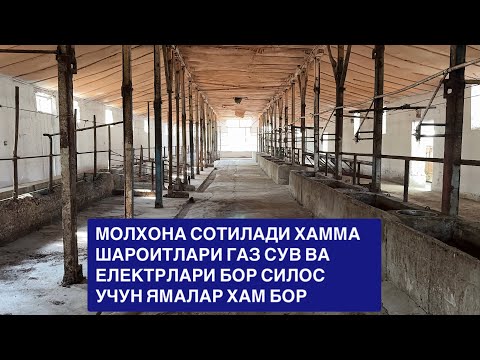 Видео: ЧОРВАДОР АКАЛАР ЖУДА ХАМ АРЗОН ХАМЁНБОП БАРЧА ШАРОИТЛАРИ БОР МОЛХОНА СОТИЛАДИ. 