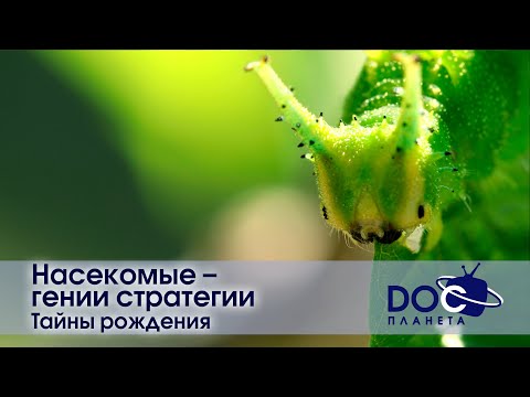 Видео: Насекомые - гении стратегии - Фильм 1.Тайны рождения - Документальный фильм