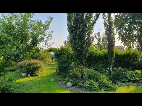 Видео: Несмотря ни на что |  Что выжило после суровой зимы | Обзор САДА, цветники. 30 июня