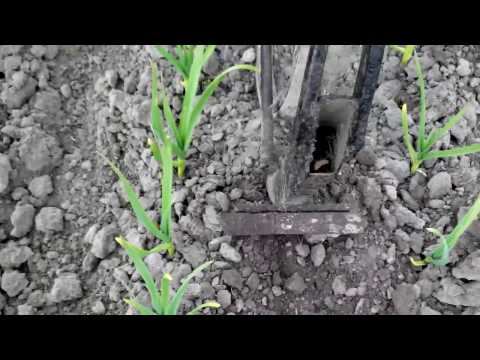 Видео: Прополка чеснока быстро и эффективно.. Приспособление для облегчения ручного труда.