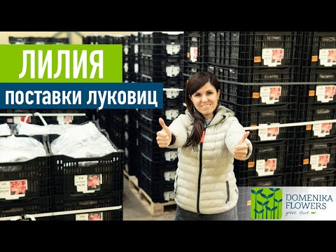 Видео: Луковицы ЛИЛИИ. Новые поставки
