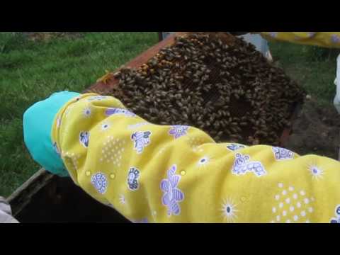 Видео: разведение пчел (пчелосемей) способом "на пол лета" для начинающих пчеловодов Часть перва