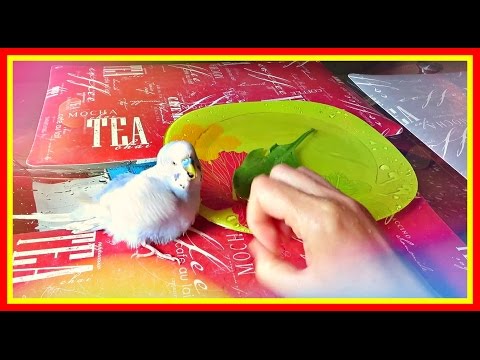 Видео: VLOG: Тоша и Лайма играются и купаются🛀 #Волнистыепопугайчики