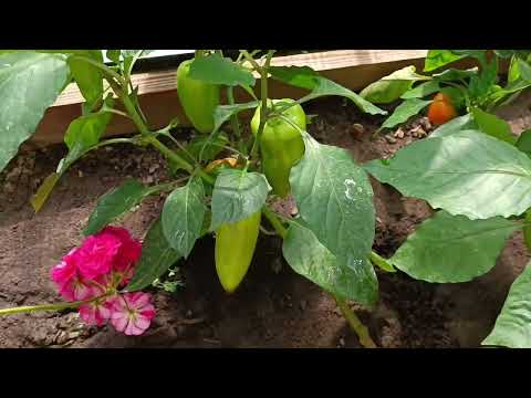 Видео: Сезон подходит к концу. Убираю с грядки огурцы в теплице#огород #теплица 